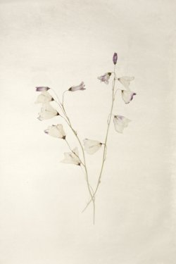 Anne Clergue Galerie Presents Swedish Photographer Jenny